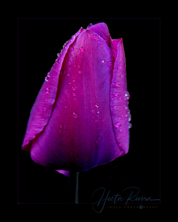 Violett Tulip