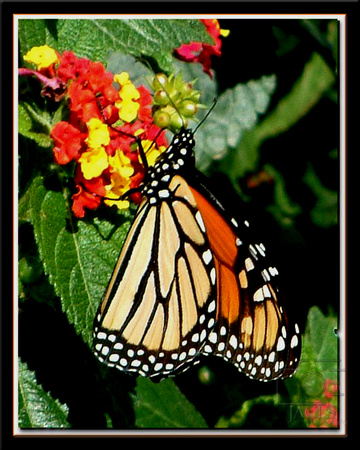Monark Butterfly
