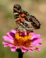 Butterflies, Bees & More